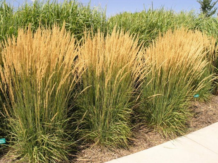 karl-foerster_calamagrostis-x-acutiflora_79898_8 Trzcinnik ostrokwiatowy „Karl Foerster” - Calamagrostis acutiflora Karl Foester - Image 1