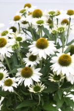 Jeżówka „Kismet White” - Echinacea purpurea Kismet White