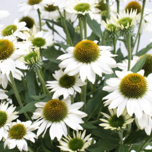 Jeżówka „Kismet White” - Echinacea purpurea Kismet White