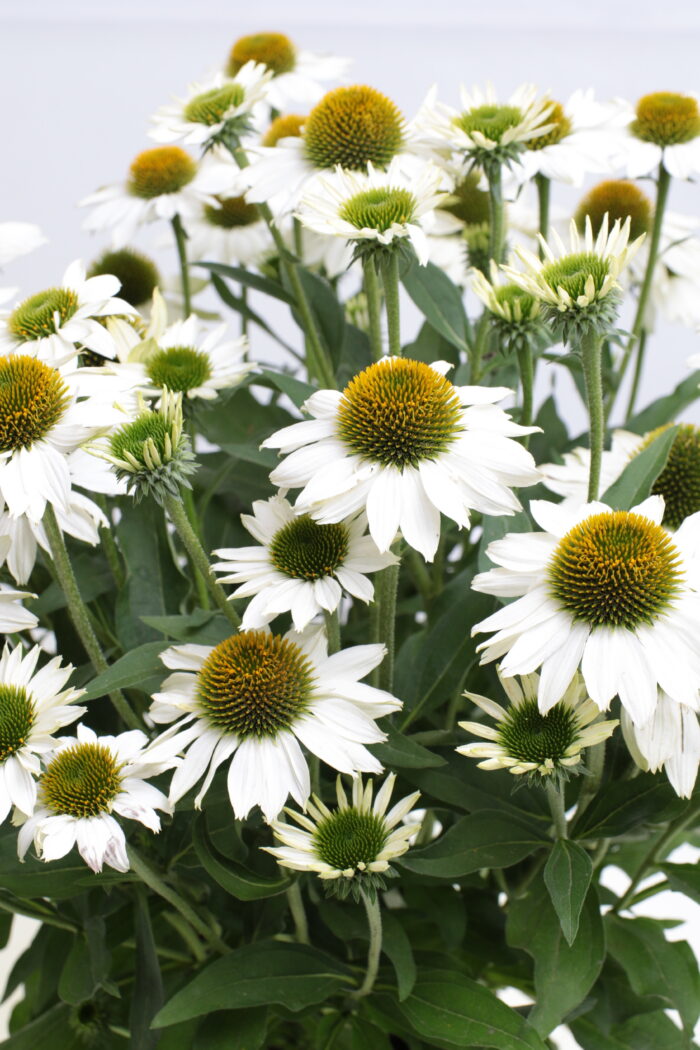kismet-white_echinacea-hybrida_77499_1 Jeżówka „Kismet White” - Echinacea purpurea Kismet White - Image 1