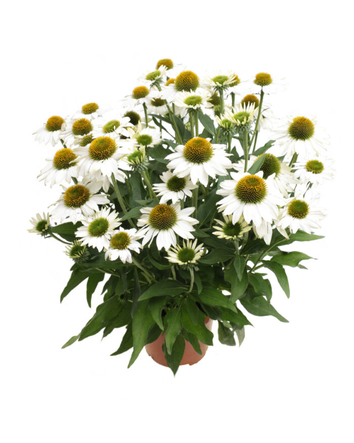Jeżówka „Kismet White” - Echinacea purpurea Kismet White - Image 3