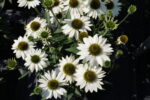 Jeżówka „Kismet White” - Echinacea purpurea Kismet White - Image 4