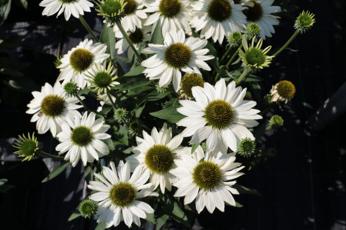 Jeżówka „Kismet White” - Echinacea purpurea Kismet White - Image 4