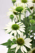 Jeżówka „Kismet White” - Echinacea purpurea Kismet White - Image 2