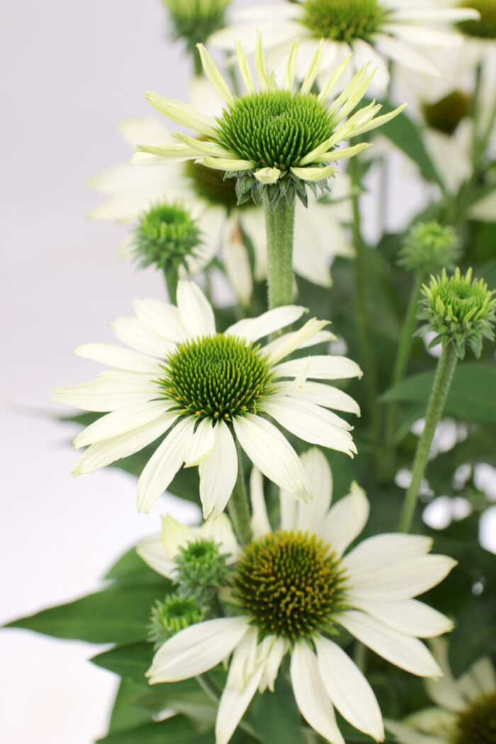 Jeżówka „Kismet White” - Echinacea purpurea Kismet White - Image 2