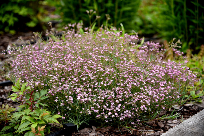 Gipsówka rozesłana „Knuddel” - Gypsophila repens Knuddel - Image 2