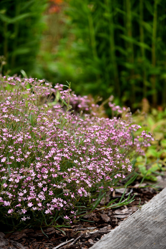 Gipsówka rozesłana „Knuddel” - Gypsophila repens Knuddel - Image 3