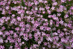 Gipsówka rozesłana „Knuddel” - Gypsophila repens Knuddel