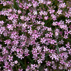 Gipsówka rozesłana „Knuddel” - Gypsophila repens Knuddel