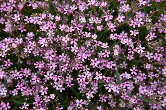 Gipsówka rozesłana „Knuddel” - Gypsophila repens Knuddel - Image 1