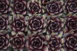 Rojnik ogrodowy "Lacerta" - Sempervivum hybridum Lacerta