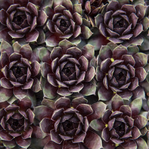 Rojnik ogrodowy "Lacerta" - Sempervivum hybridum Lacerta