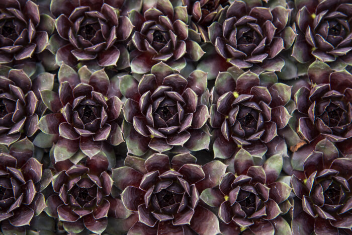 lacerta_sempervivum-hybrida_76117_1 Rojnik ogrodowy "Lacerta" - Sempervivum hybridum Lacerta - Image 1