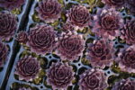 Rojnik ogrodowy "Lacerta" - Sempervivum hybridum Lacerta - Image 2