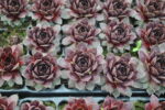 Rojnik ogrodowy "Lacerta" - Sempervivum hybridum Lacerta - Image 3