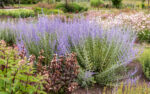 Perowskia łobolistna „Lacey Blue” - Perovskia atriplicifolia Lacey Blue - Image 2