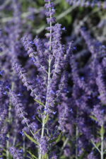 Perowskia łobolistna „Lacey Blue” - Perovskia atriplicifolia Lacey Blue