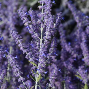 Perowskia łobolistna „Lacey Blue” - Perovskia atriplicifolia Lacey Blue