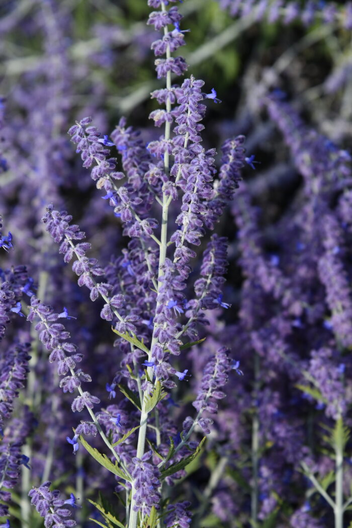 Perowskia łobolistna „Lacey Blue” - Perovskia atriplicifolia Lacey Blue - Image 1