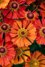 Dzielżan „Little Orange” - Helenium Little Orange