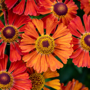 Dzielżan „Little Orange” - Helenium Little Orange