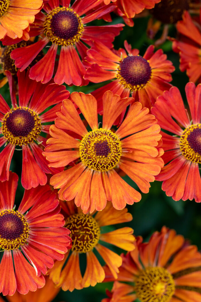 little-orange_helenium-hybrida_70487_1 Dzielżan „Little Orange” - Helenium Little Orange - Image 1