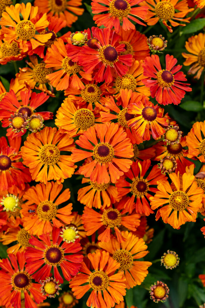 Dzielżan „Little Orange” - Helenium Little Orange - Image 3