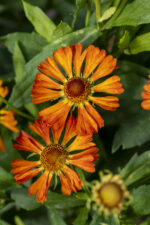 Dzielżan „Little Orange” - Helenium Little Orange - Image 4