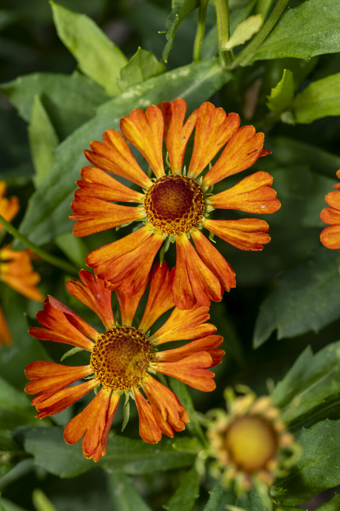 Dzielżan „Little Orange” - Helenium Little Orange - Image 4
