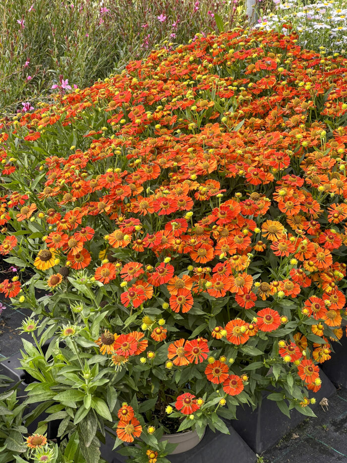 Dzielżan „Little Orange” - Helenium Little Orange - Image 6