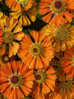 Dzielżan „Little Orange” - Helenium Little Orange - Image 5