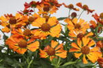 Dzielżan „Little Orange” - Helenium Little Orange - Image 7