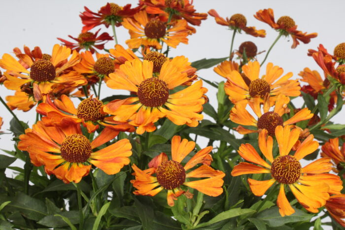 Dzielżan „Little Orange” - Helenium Little Orange - Image 7