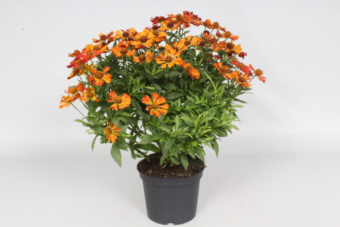 Dzielżan „Little Orange” - Helenium Little Orange - Image 8