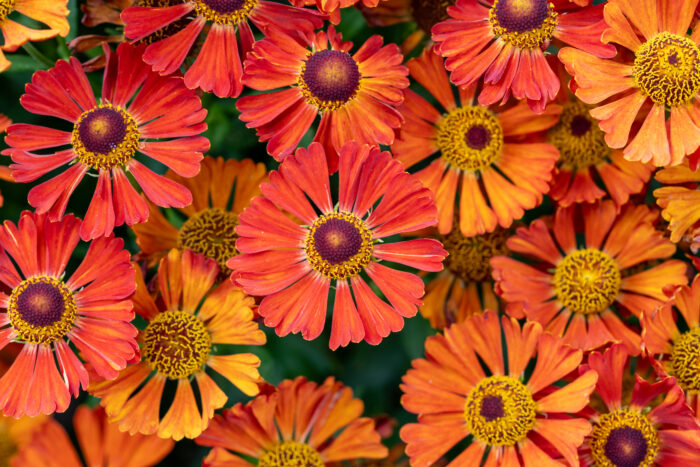 Dzielżan „Little Orange” - Helenium Little Orange - Image 2