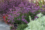 Verbena bonariensis Lollipop - Verbena bonariensis Lollipop - Image 5