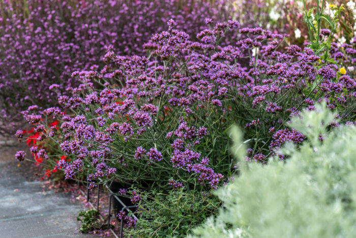 Verbena bonariensis Lollipop - Verbena bonariensis Lollipop - Image 5