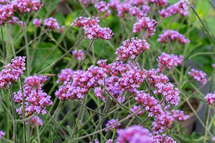 Verbena bonariensis Lollipop - Verbena bonariensis Lollipop - Image 2