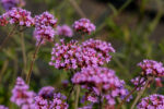Verbena bonariensis Lollipop - Verbena bonariensis Lollipop