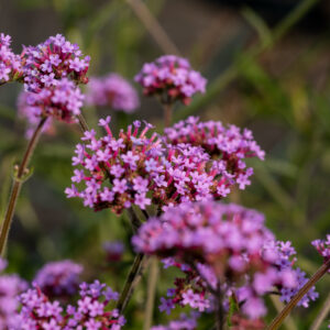 Verbena bonariensis Lollipop - Verbena bonariensis Lollipop