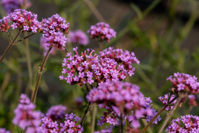 lollipop_verbena-bonariensis_71457_3 Verbena bonariensis Lollipop - Verbena bonariensis Lollipop - Image 1