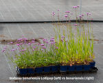 Verbena bonariensis Lollipop - Verbena bonariensis Lollipop - Image 4