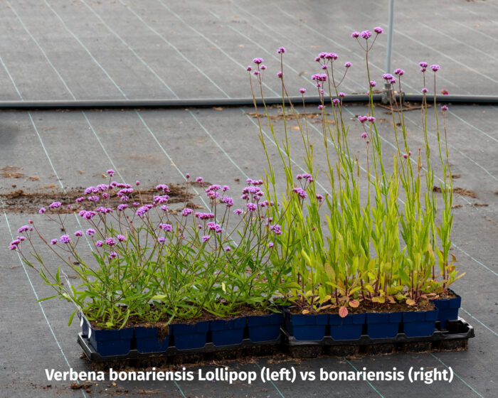 Verbena bonariensis Lollipop - Verbena bonariensis Lollipop - Image 4