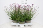 Verbena bonariensis Lollipop - Verbena bonariensis Lollipop - Image 3