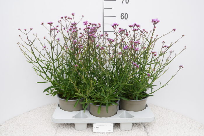 Verbena bonariensis Lollipop - Verbena bonariensis Lollipop - Image 3