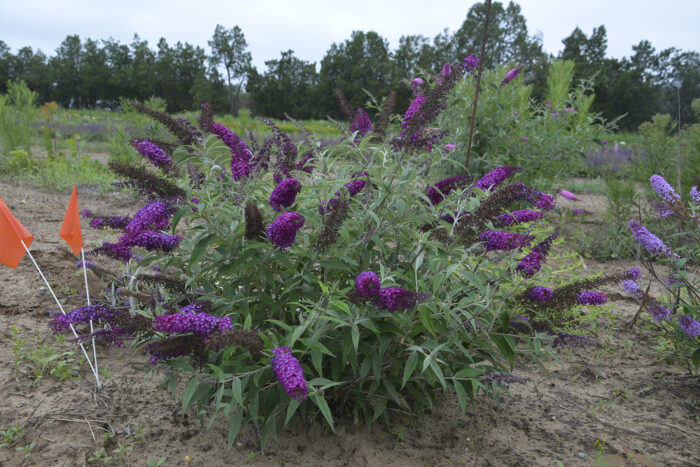Budleja Dawida „Magenta Munchin” - Buddleja davidii Magenta Munchkin - Image 2