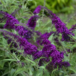 Budleja Dawida „Magenta Munchin” - Buddleja davidii Magenta Munchkin