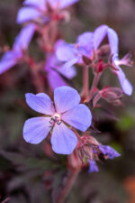 Bodziszek łąkowy „Midnight Reiter” - Geranium pratense „Midnight Reiter”