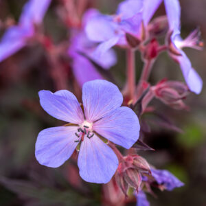 Bodziszek łąkowy „Midnight Reiter” - Geranium pratense „Midnight Reiter”