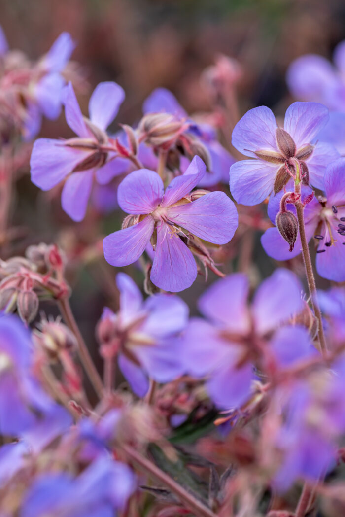 Bodziszek łąkowy „Midnight Reiter” - Geranium pratense „Midnight Reiter” - Image 2